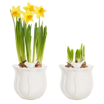 pdp-image-AH Narcis p9 in vogelpotje