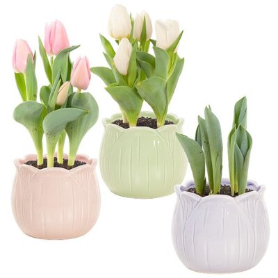 pdp-image-AH Tulp in tulpenpotje