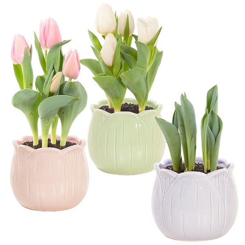 Een afbeelding van AH Tulp in tulpenpotje