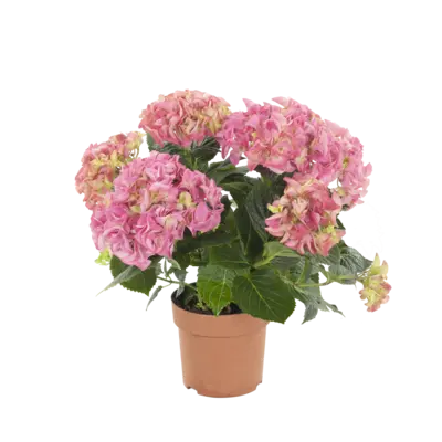 pdp-image-AH Hortensia mix