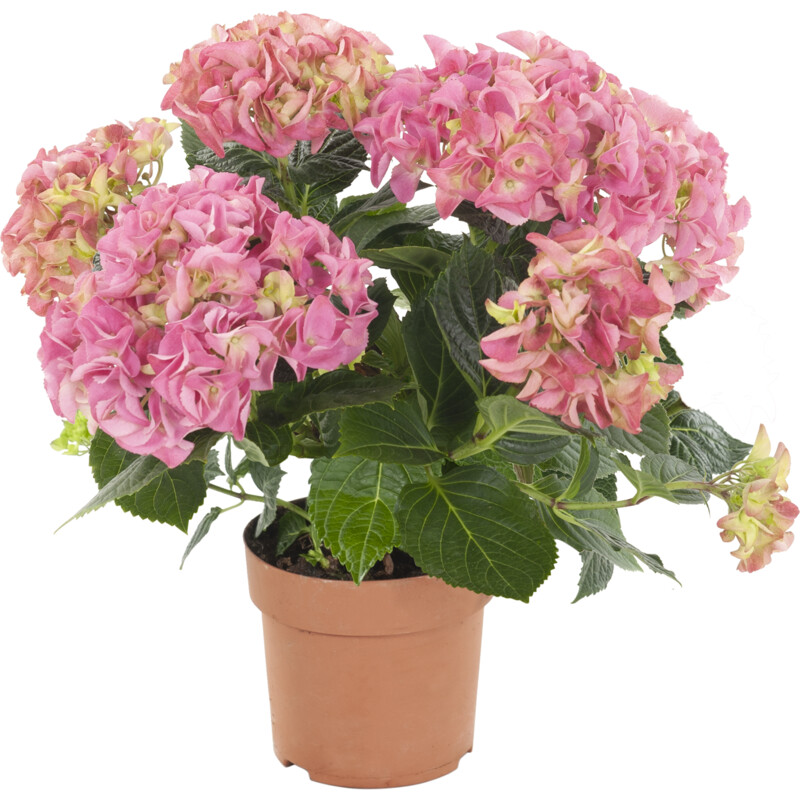 Een afbeelding van AH Hortensia mix