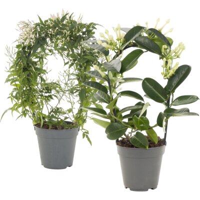 pdp-image-AH Geurende plant