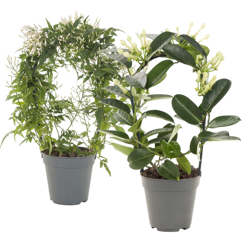 Een afbeelding van AH Geurende plant