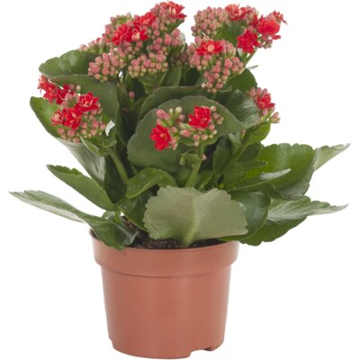 pdp-image-AH Kalanchoë