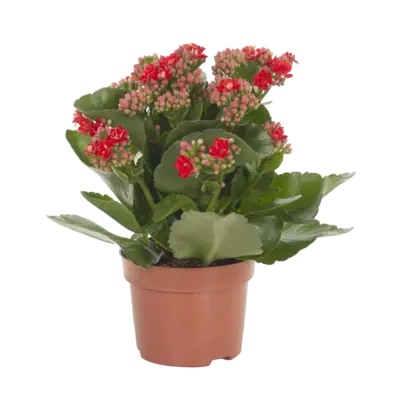 pdp-image-AH Kalanchoë