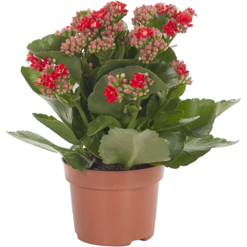 Een afbeelding van AH Kalanchoë