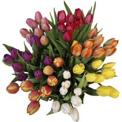 pdp-image-AH Tulp oranje Hollands