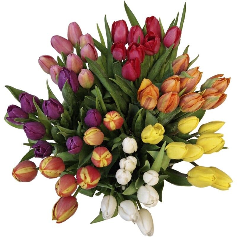 Een afbeelding van AH Tulp oranje Hollands