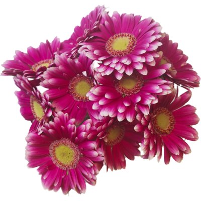 pdp-image-AH Germini