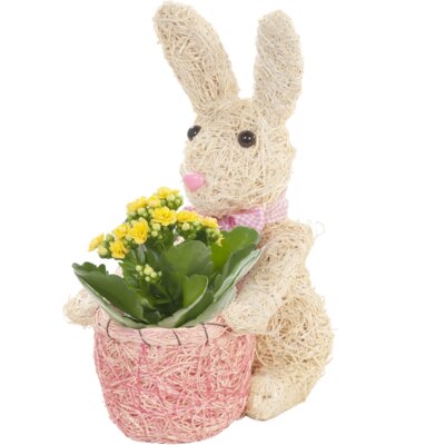 pdp-image-AH Paashaas met kalanchoë