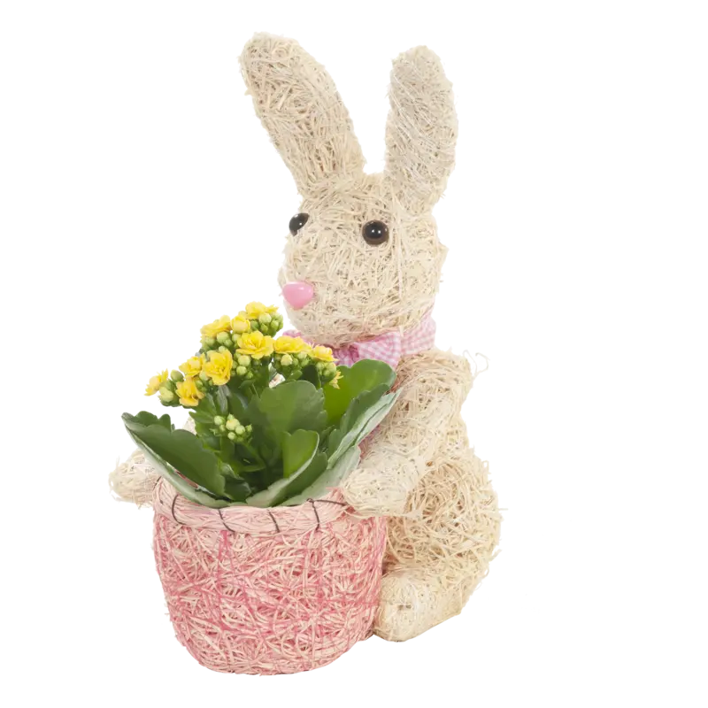 Paashaas met kalanchoë