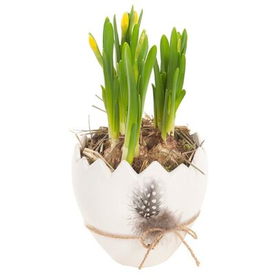 pdp-image-AH Narcis in paasei veertje p9