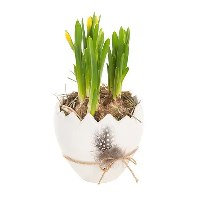 pdp-image-AH Narcis in paasei veertje p9
