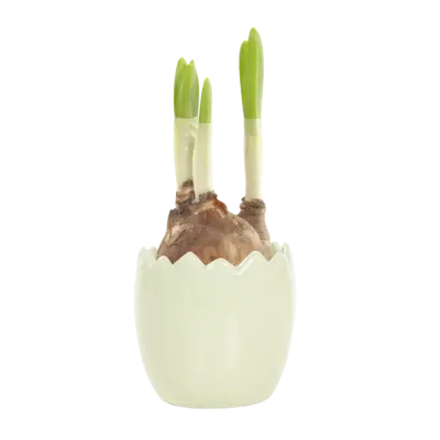 pdp-image-AH Mini narcis in paasei