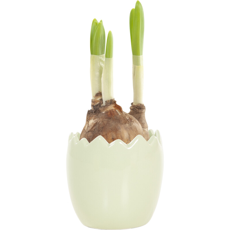 Een afbeelding van AH Mini narcis in paasei
