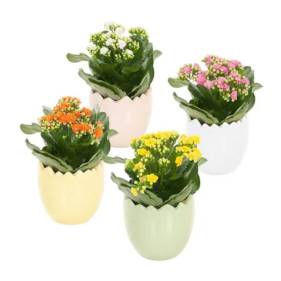 pdp-image-AH Kalanchoë in paasei p9