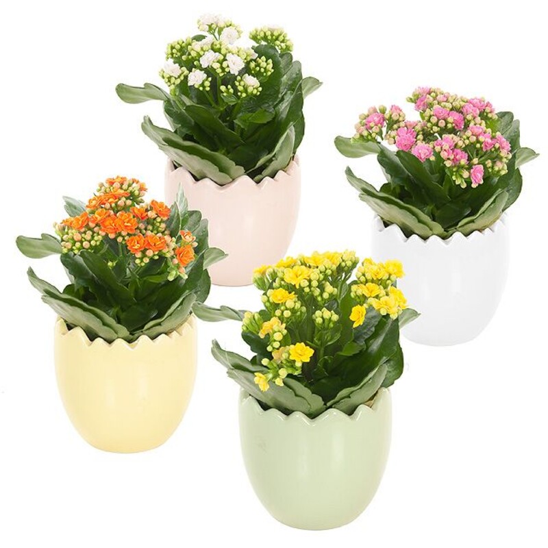 Een afbeelding van AH Kalanchoë in paasei p9