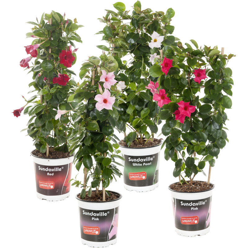 Een afbeelding van AH Dipladenia plant