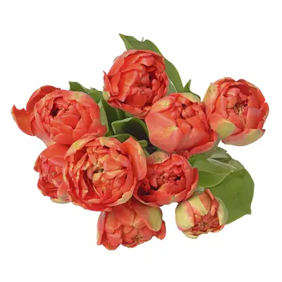 pdp-image-AH Pioentulpen rood