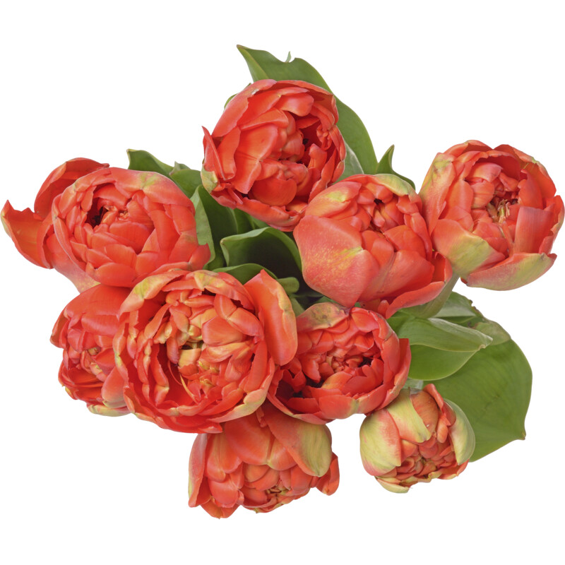 Een afbeelding van AH Pioentulpen rood