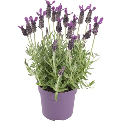 pdp-image-AH Lavendel p12