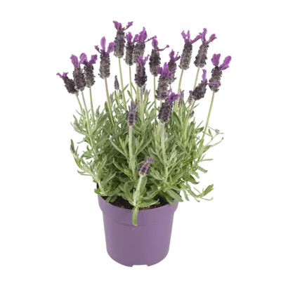 pdp-image-AH Lavendel p12