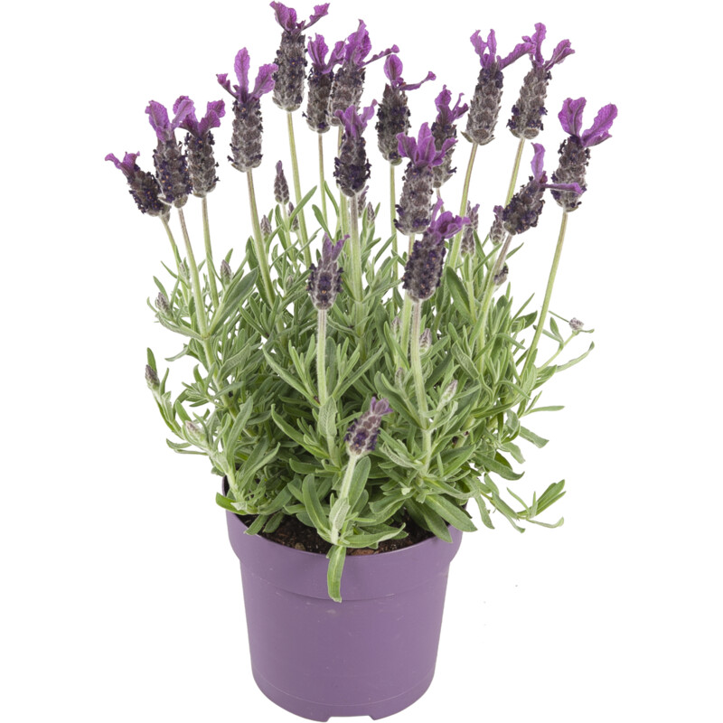 Een afbeelding van AH Lavendel p12