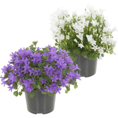 pdp-image-AH Campanula