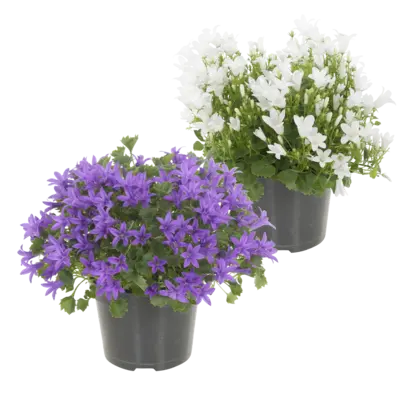 pdp-image-AH Campanula