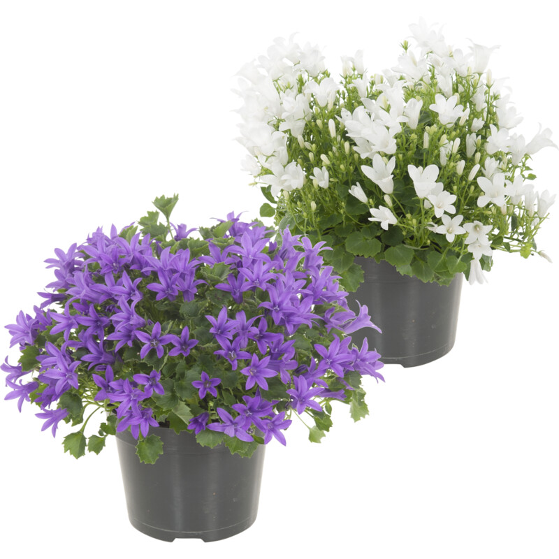 Een afbeelding van AH Campanula