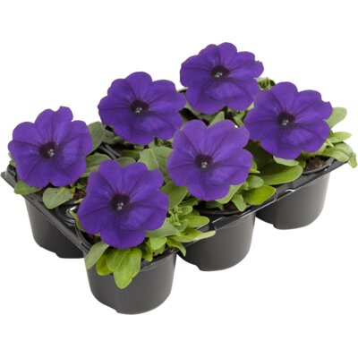 pdp-image-AH Perkgoed