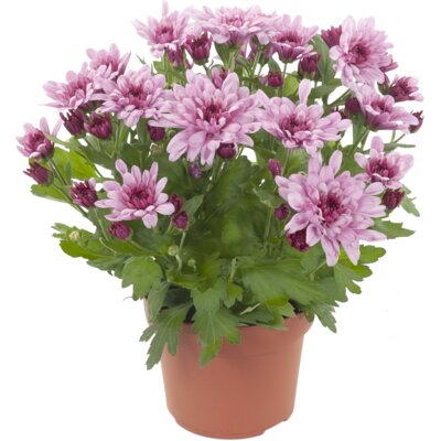 pdp-image-AH Potchrysanten