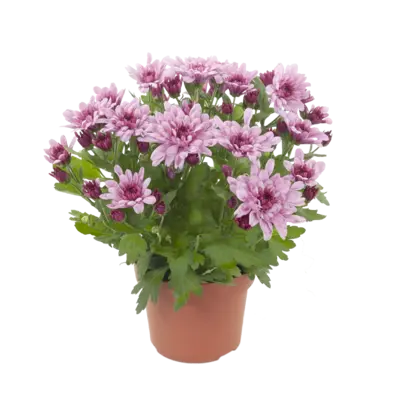 pdp-image-AH Potchrysanten