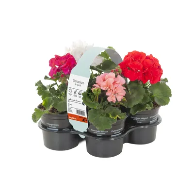 pdp-image-AH Geranium 4-pack