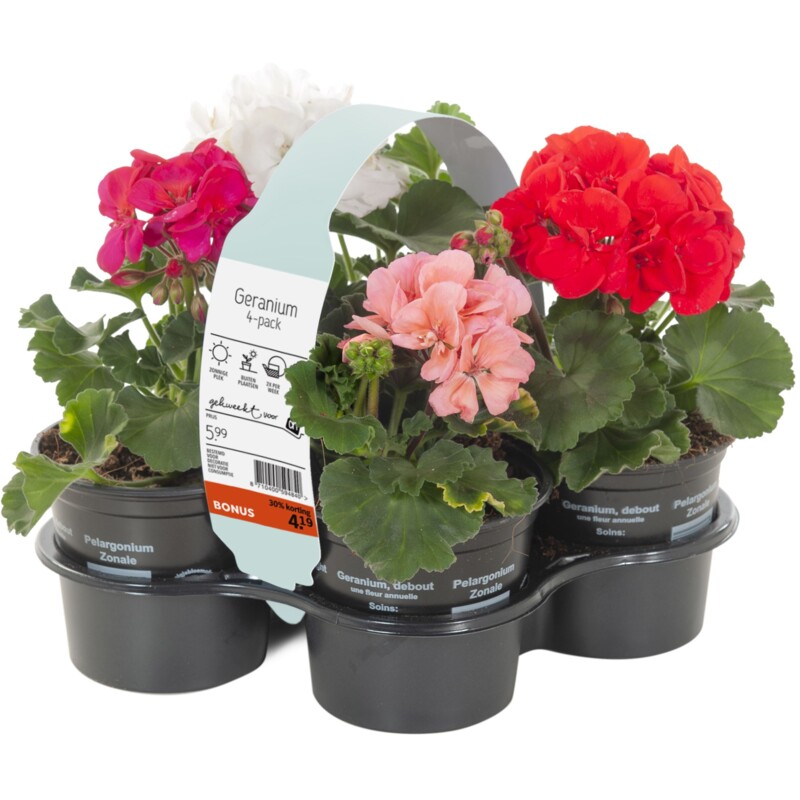 Een afbeelding van AH Geranium