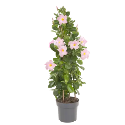 pdp-image-AH Dipladenia piramide XL