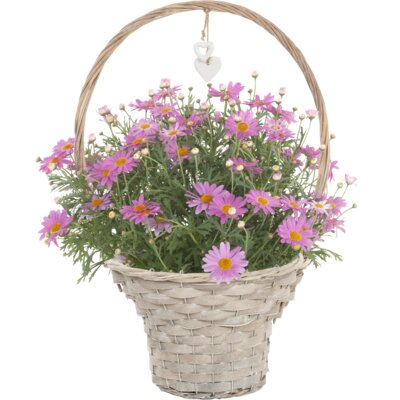 pdp-image-AH Roze struikmargriet in hengselmand