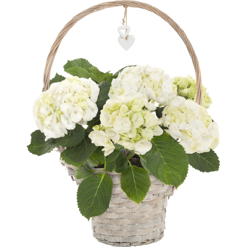 Een afbeelding van AH Hortensia in hengselmand p19