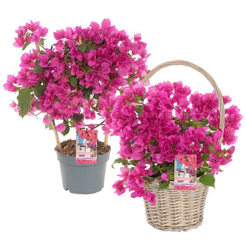Een afbeelding van AH Bougainvillea in mand