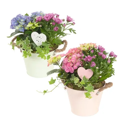 pdp-image-AH Hortensia arrangement in zink