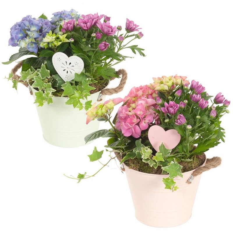 Een afbeelding van AH Hortensia arrangement in zink