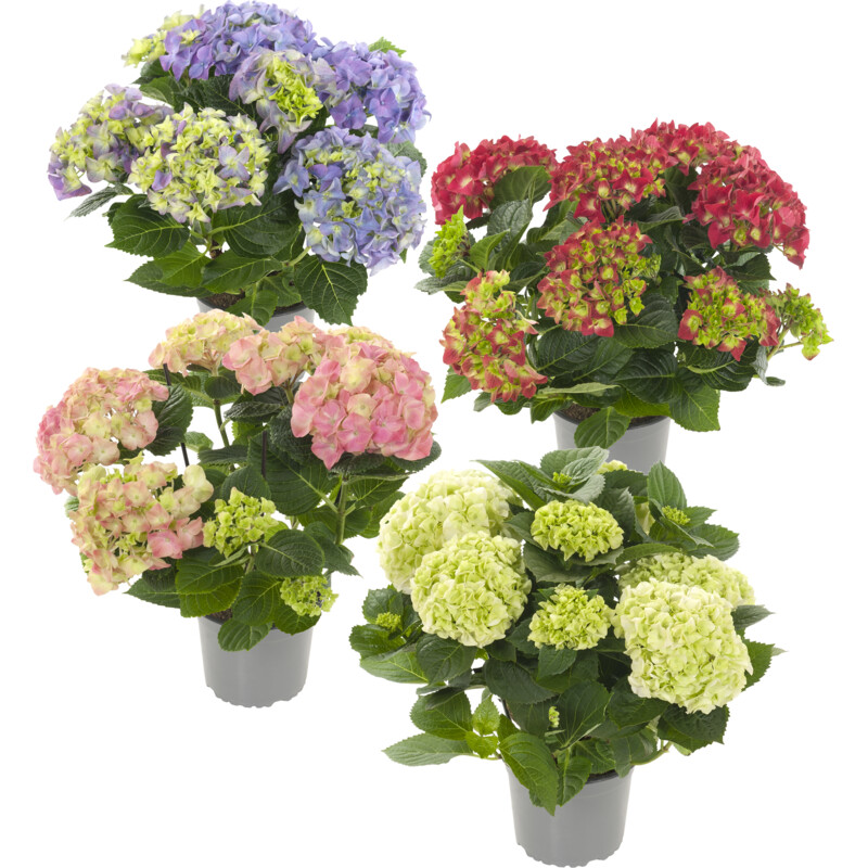 Een afbeelding van AH Hortensia mix