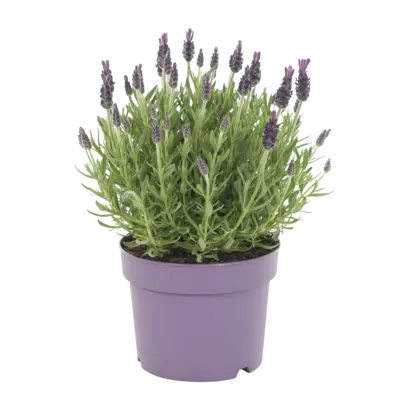 pdp-image-AH Lavendel p15