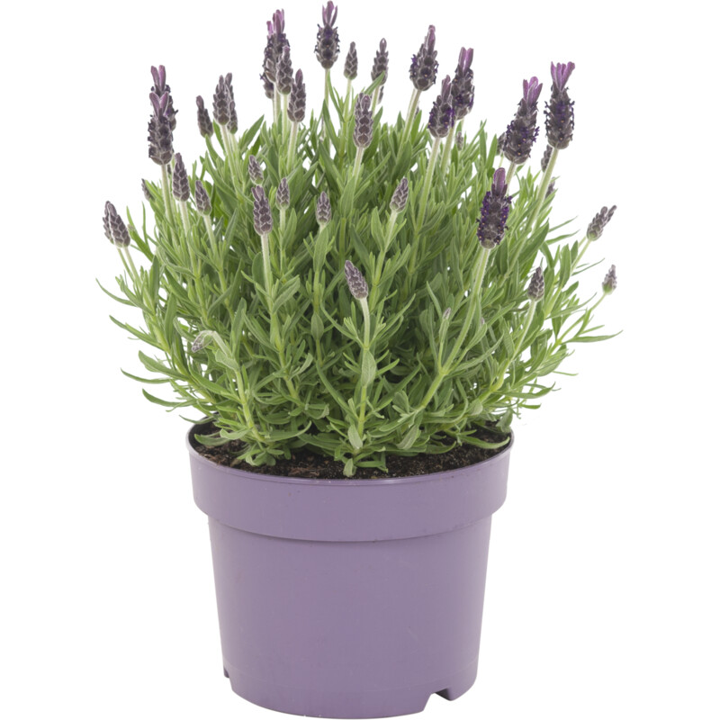 Een afbeelding van AH Lavendel p15