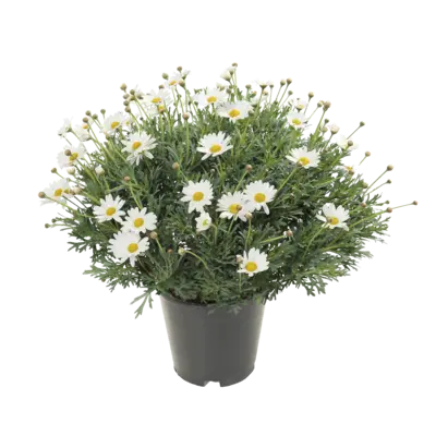 pdp-image-AH Struikmargriet p19
