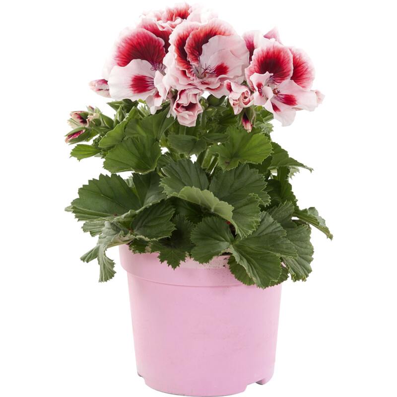 Een afbeelding van AH Franse geranium