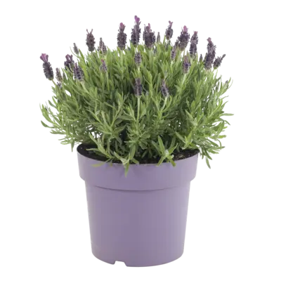 pdp-image-AH Lavendel p19