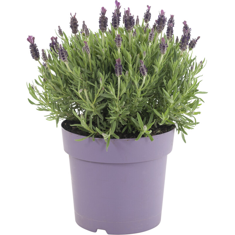 Een afbeelding van AH Lavendel p19