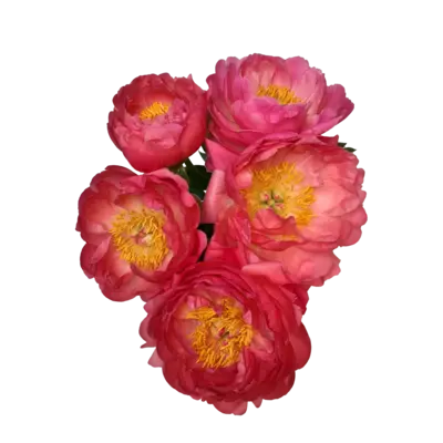 pdp-image-AH Pioenrozen premium