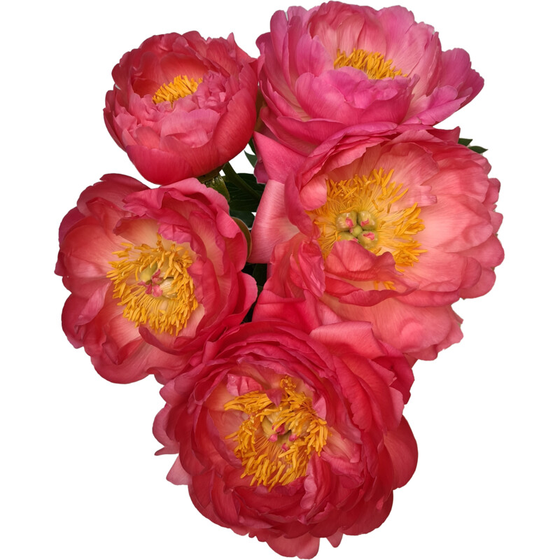 Een afbeelding van AH Pioenrozen deluxe